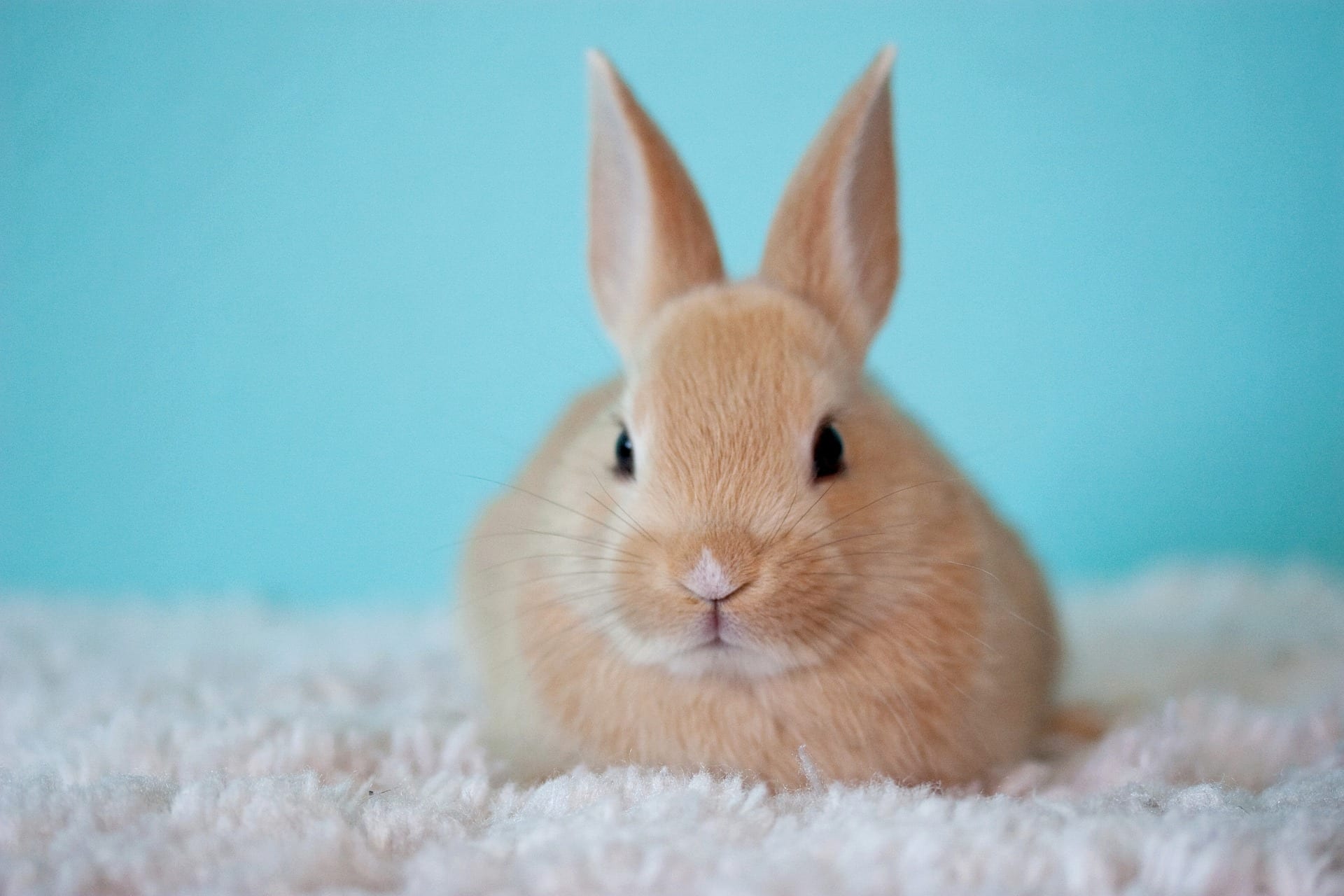 California Cruelty-Free Cosmetics Act California’s Cruelty-Free Cosmetics Act Gains Approval from State’s Democratic Party
