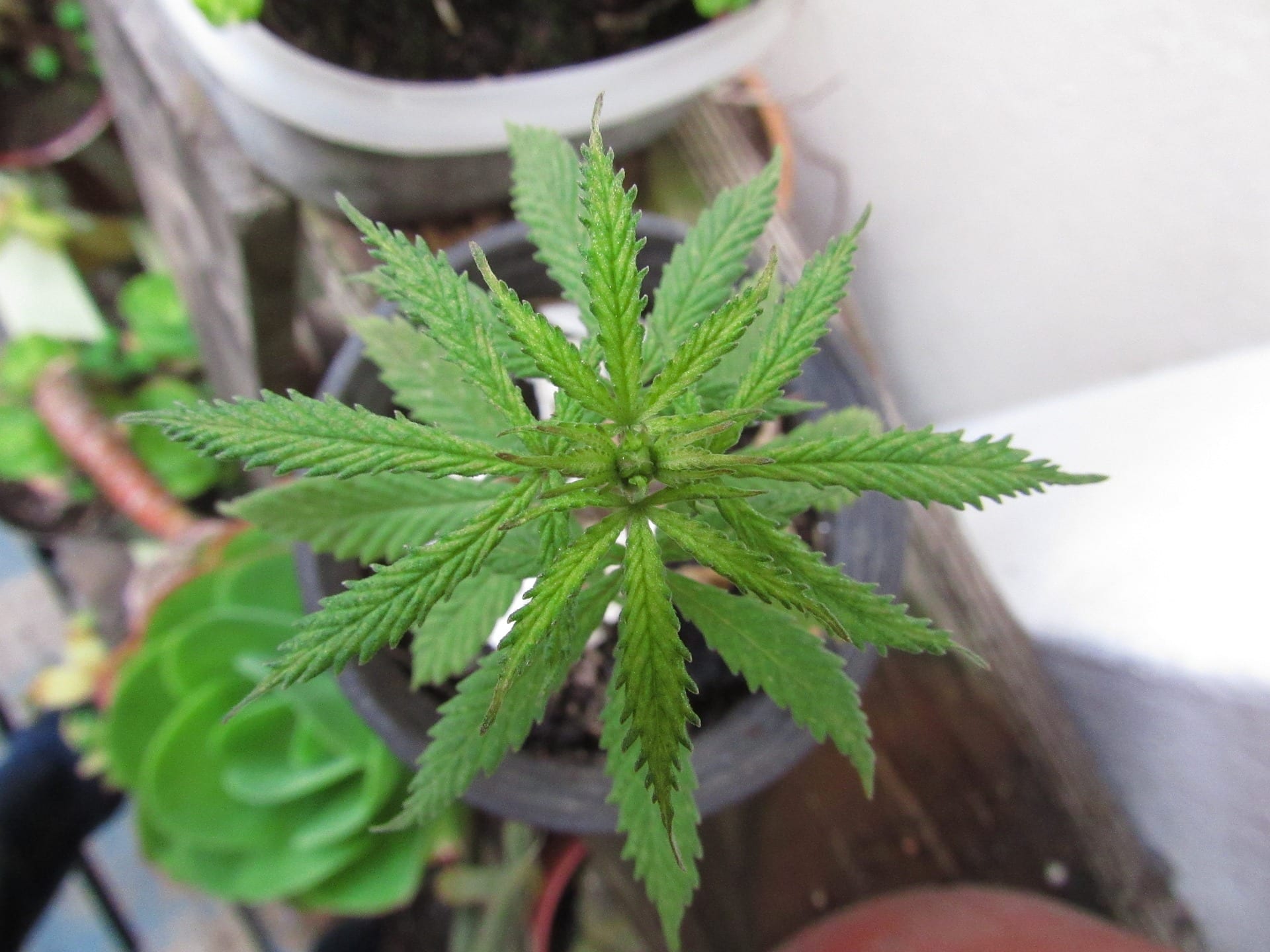 Use of Toxic Pesticides at Illegal Cannabis Farms Use of Toxic Pesticides at Illegal Cannabis Farms