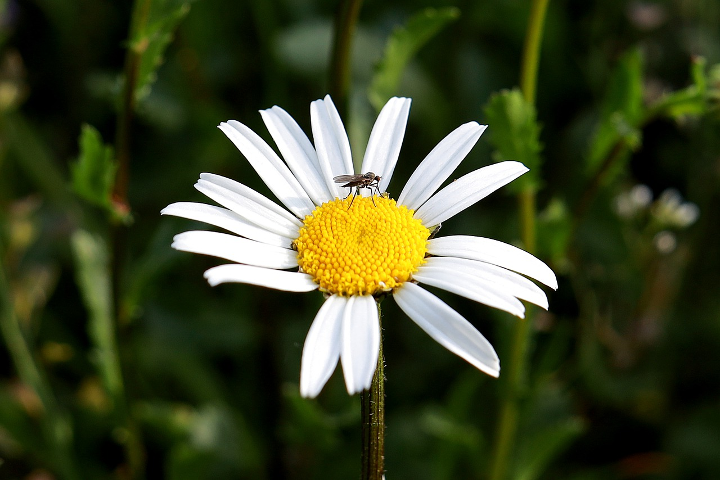 The Health and Safety of Avoiding Insect Bites